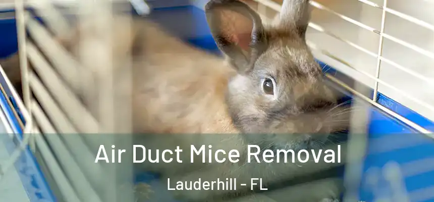 Air Duct Mice Removal Lauderhill - FL