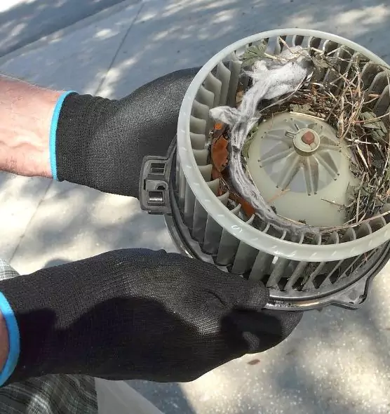About Air Duct Mice Removal in Lauderhill, FL